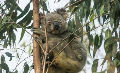 Vision Walks Eco-Tours Joins Australian Wildlife Journeys, Strengthening Premium Nature Tourism