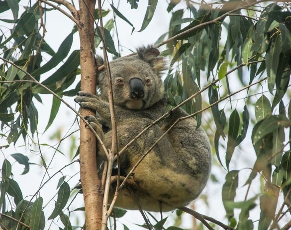 breakingtravelnews.com - Vision Walks Eco-Tours Joins Australian Wildlife Journeys, Strengthening Premium Nature Tourism