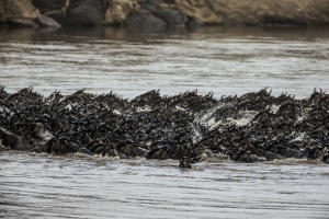 Reframe the Great Migration as a Season-Led Safari Journey, Not a Single Moment