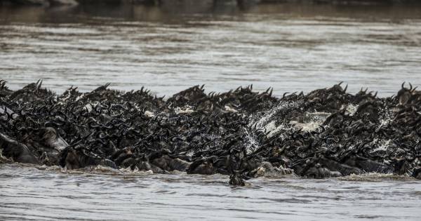 Reframe the Great Migration as a Season-Led Safari Journey, Not a Single Moment