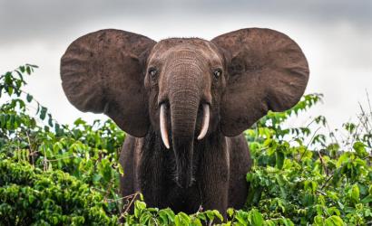 Hariom Travels & Tourism LLC - reshaping the narrative of African tourism