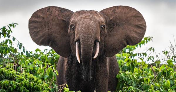 Hariom Travels &amp; Tourism LLC - reshaping the narrative of African tourism