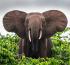 Hariom Travels & Tourism LLC - reshaping the narrative of African tourism