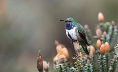 Indianapolis Zoo Grants $1 Million to Save Critically Endangered Blue-throated Hummingbird