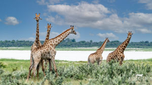 Acacia Africa Adds Nine Countries To Its Small Group Tours