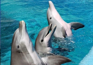 SeaWorld Invites Guests to Celebrate National Dolphin Day with Dolphin Presentations and Experiences