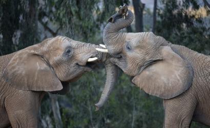 In Celebration of World Elephant Day, San Diego Zoo Safari Park Announces Elephant Valley to Open