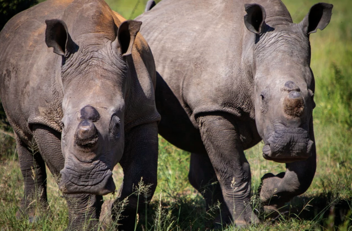 Rhino Rails Anantara Stanley & Livingstone Celebrates the Arrival of White Rhino ...