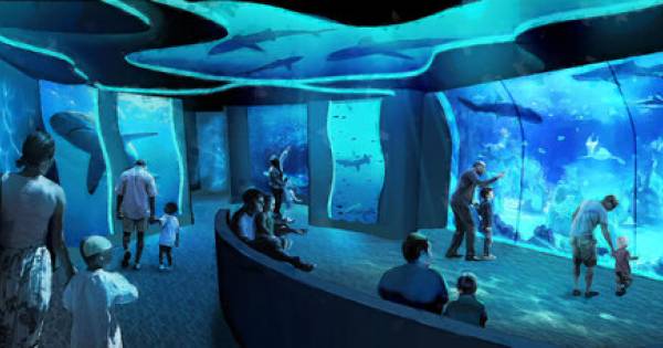 SeaWorld San Diego’s All-New Shark Encounter - Opens May 22 with New Species