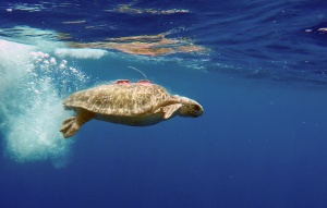 TUI Care Foundation tracks sea turtles’ journey across the Mediterranean with GPS satellite device