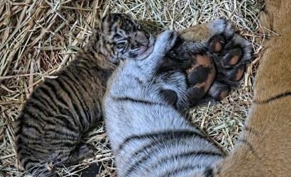 San Diego Zoo Wildlife Alliance Celebrates the Birth of Two Sumatran Tiger Cubs at the San Diego Zoo