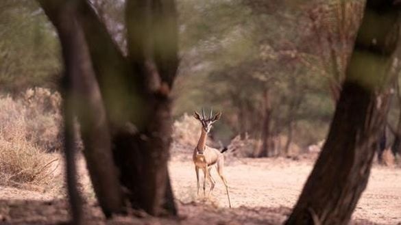 AlUla first to adopt EarthRanger technology in the Middle East, transforming future of conservation