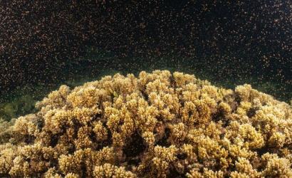 Coral spawning: All hands on deck for the Great Barrier Reef baby boom