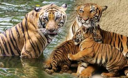 International Tiger Day 2026: 9 Incredible Tiger Reserves to Explore in India