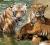 International Tiger Day 2026: 9 Incredible Tiger Reserves to Explore in India