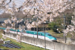 Cherry Blossoms and Culinary Delights: Spring Train Journeys in Tohoku