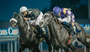 Abu Dhabi Turf Club will host the 33rd UAE President’s Cup for Purebred Arabian Horses