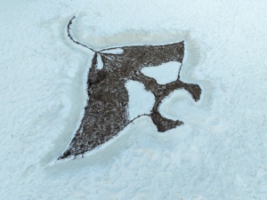 Grand Park Kodhipparu, Maldives Celebrated World Manta Day 2025