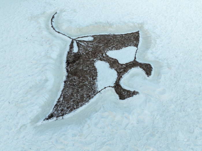 Grand Park Kodhipparu, Maldives Celebrated World Manta Day 2025