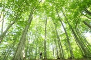 Summer Activities to Explore the Mountains, Rivers, and Seas of Tohoku, Japan