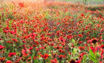 Embrace the Beauty of Spring - Fredericksburg, Texas Unveils a Flourishing Wonderland of Wildflowers