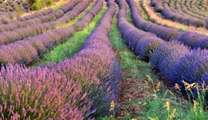Celebrate the Lavender and Rose Harvest in Isparta This July and August