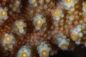 Coral spawning on the Great Barrier Reef