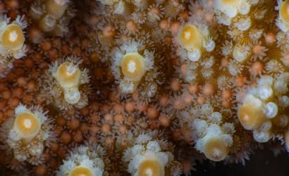 Coral spawning on the Great Barrier Reef