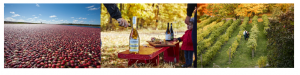Autumn in Québec: Unique Agritourism Experiences