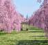 Study Reveals the Best Locations to View Cherry Blossom Season in the US