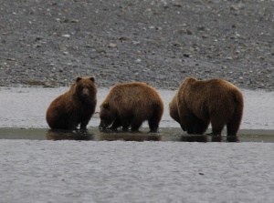 Explore Alaska’s Untamed Wilderness: Homer’s Bear Viewing Adventures by “Bear Viewing in Alaska”