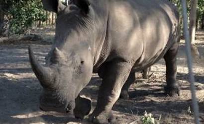 &Beyond translocates six rhino to Okavango Delta