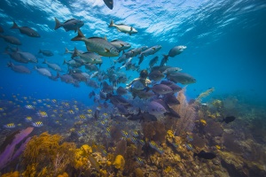 Exploring the Underwater Wonders of the Belize Barrier Reef