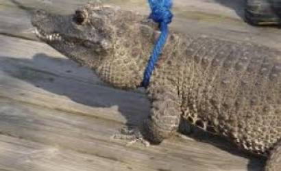 Escaped crocodile causes plane crash