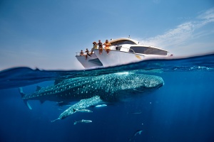 Discover Qatar announces second edition of ‘Whale Sharks in Qatar’ tours from May 18 to August