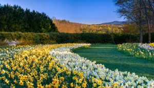 Gibbs Gardens named  “The World’s 10 Best Places To See Daffodils This Spring