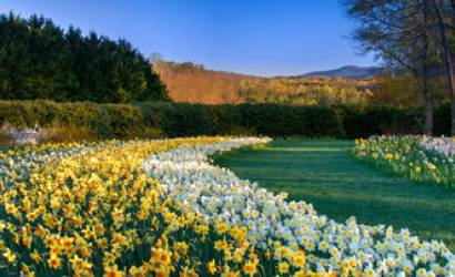 Gibbs Gardens named  "The World's 10 Best Places To See Daffodils This Spring