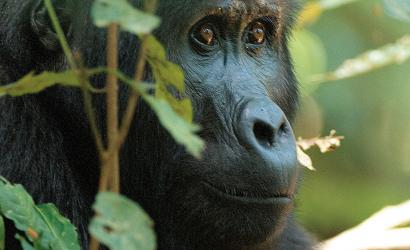 UK Named the World’s Most Well-Travelled Adventurers in Global David Attenborough Challenge