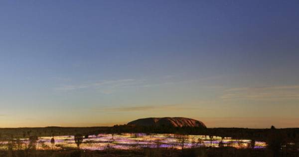 The “Field of Light,” an icon of world art in Uluru, celebrates its tenth anniversary