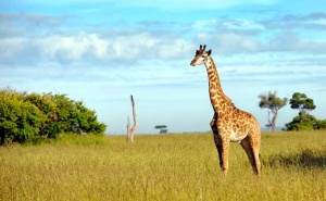 Kenya takes World’s Leading Safari Destination title at World Travel Awards