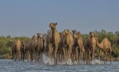 Saudi Arabia designates 2024 as the Year of the Camel