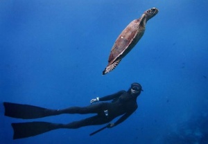 St Helena boosts diving credentials with marine protection area