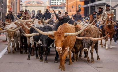 Steers Parade Through Downtown Denver to Kick Off Mile High City’s Oldest Western Tradition