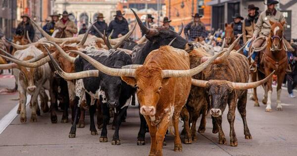 Steers Parade Through Downtown Denver to Kick Off Mile High City’s Oldest Western Tradition Breaking Travel News