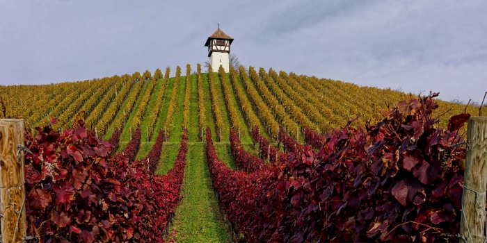 The Rhône Valley Named Frances Most Photographed Autumn Wine Region