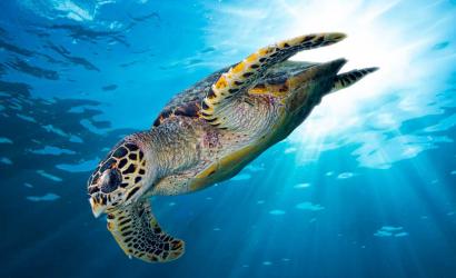 Abu Dhabi Sea Turtle Rehabilitation Project Set to Expand