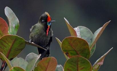 Colombia Leads the World in the Largest Global Bird Count