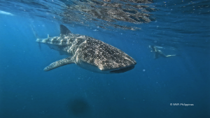 UnTours Foundation Partners with Agoda and WWF-Singapore to Launch Sustainable Tourism Impact Fund