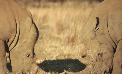 AHIF takes a stand against poaching