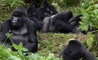 Gorilla tourism rebounds as Covid-19 recovery continues